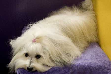 maltese-4