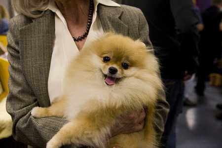 pomeranian-2