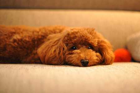 poodle-3