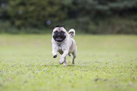 pug-3