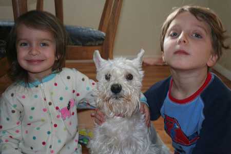 schnauzer-2