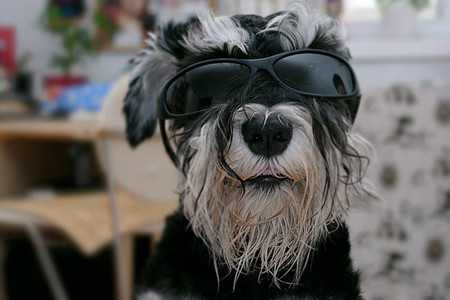schnauzer-3