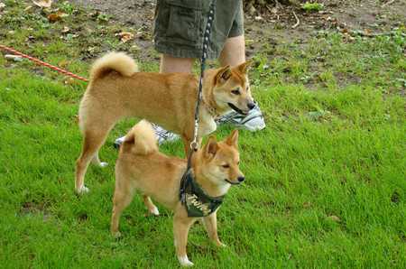 shiba inu-3