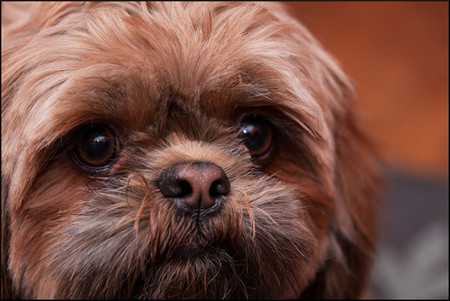 shih tzu-3