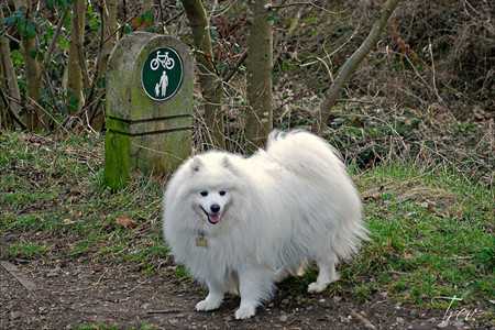 spitz-2