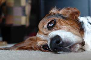 treat ears-2