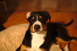 treat ears-4