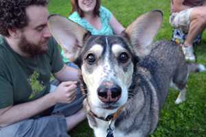 treat ears-6