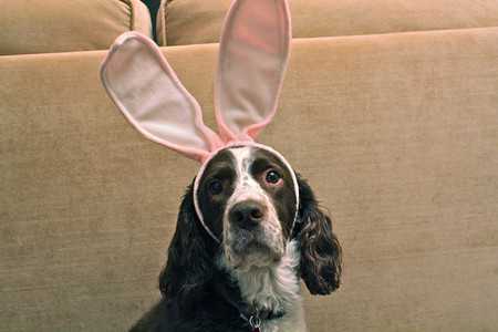 why dogs smell badly-4