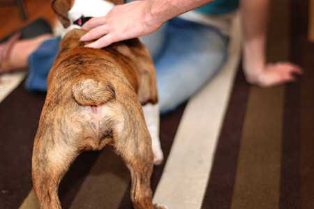 why dogs smell badly-5