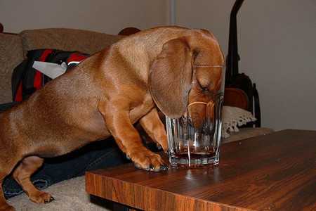arrange dog's vaccinations-3