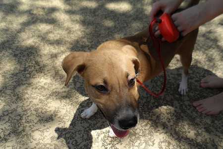 avoid dog missing-2