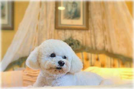 bichon-3