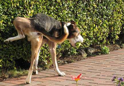 dog vaccine types-2