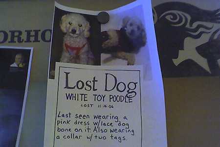 finding lost pets-2