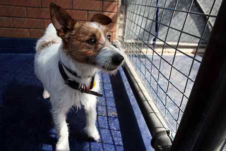 finding lost pets-3