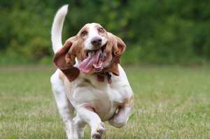 flea tick-10