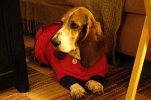 flea tick-2