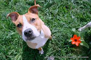 flea tick-6