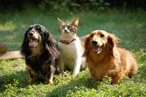 flea tick-9
