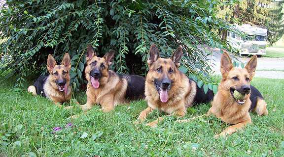 german shepherd-1-1
