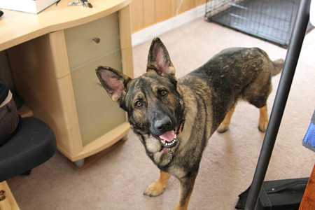 german shepherd-2