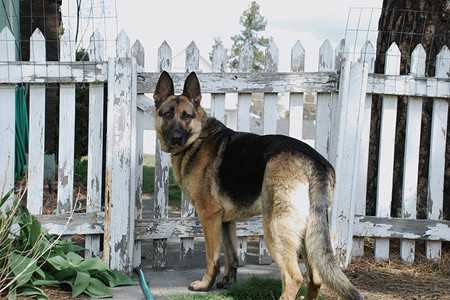 german shepherd-3