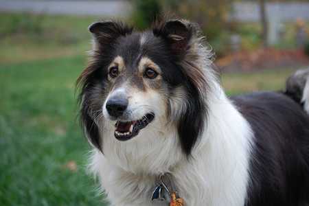 lost dog-2
