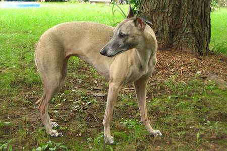 lost dog-3
