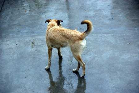 lost dog-4