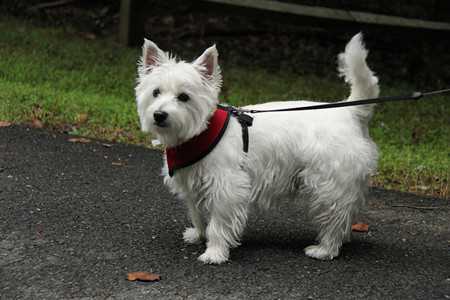 westie-3