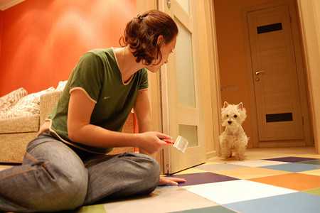 westie-4
