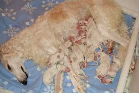 what to expect after vaccination-2
