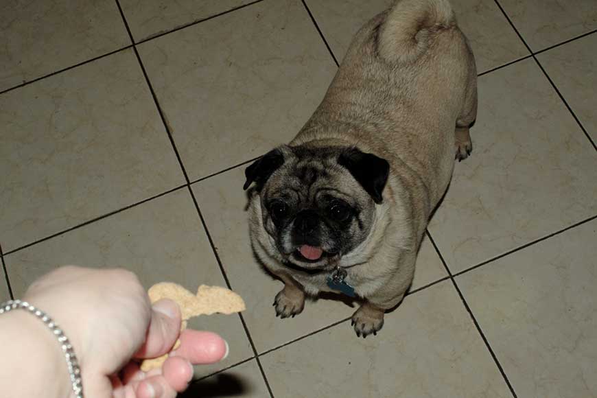 狗狗減肥要怎麼算？5招熱量管理技巧讓毛孩健康瘦身！