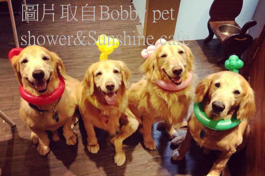 dinner-with-your-dogs-6