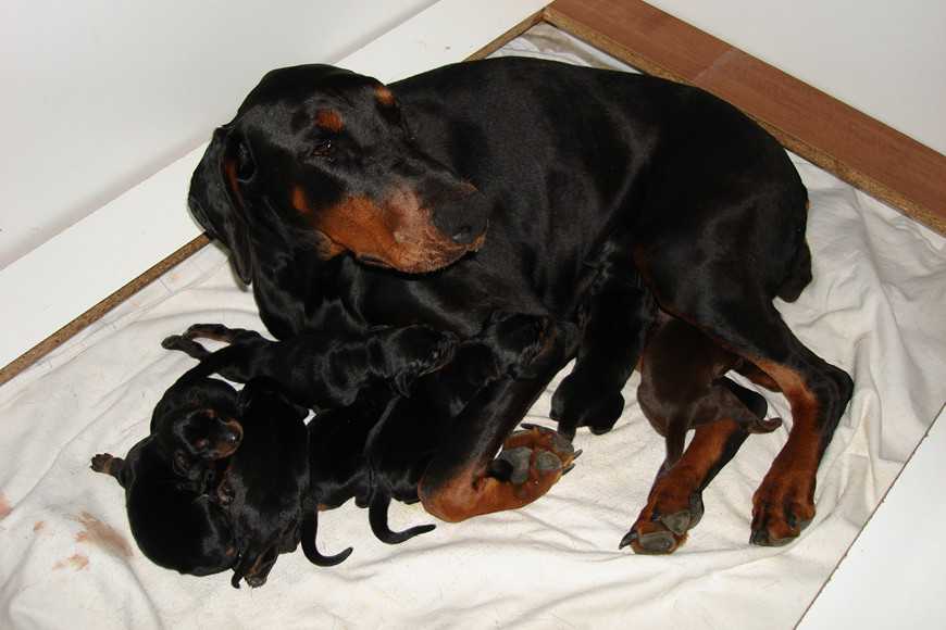 ready for breeding-4