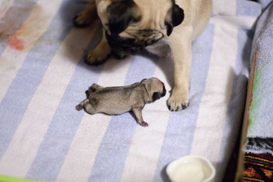 ready for breeding-5