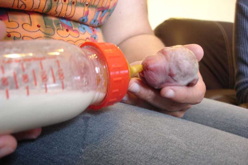 ready for breeding-6