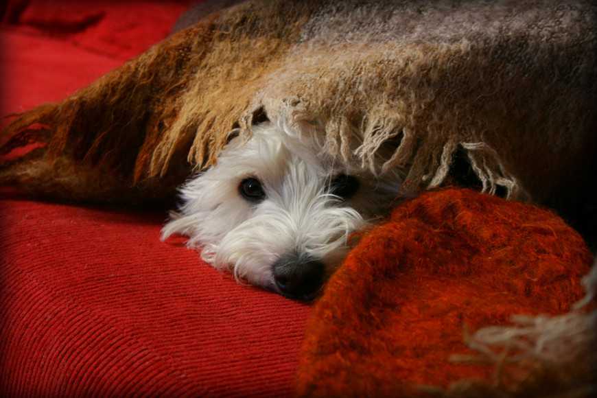 5招幫助狗狗減少打雷恐懼:飼主常犯錯別再踩雷! 1 Dog Fear of Loud Noises-2