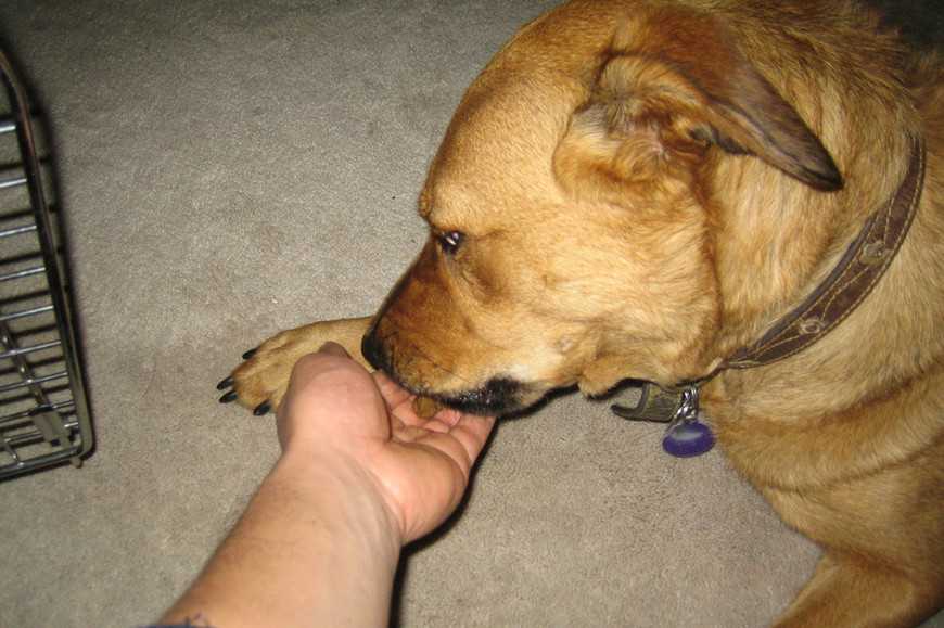4步驟引導改善護食行為,讓狗狗吃飯時不再低吼! 1 Dog Protects their Food-2