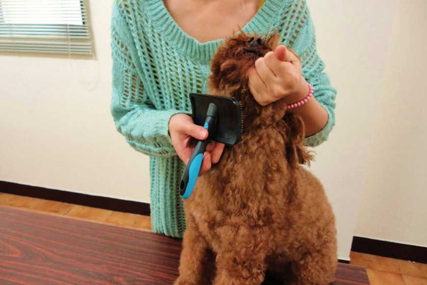 how to groom your dog-8