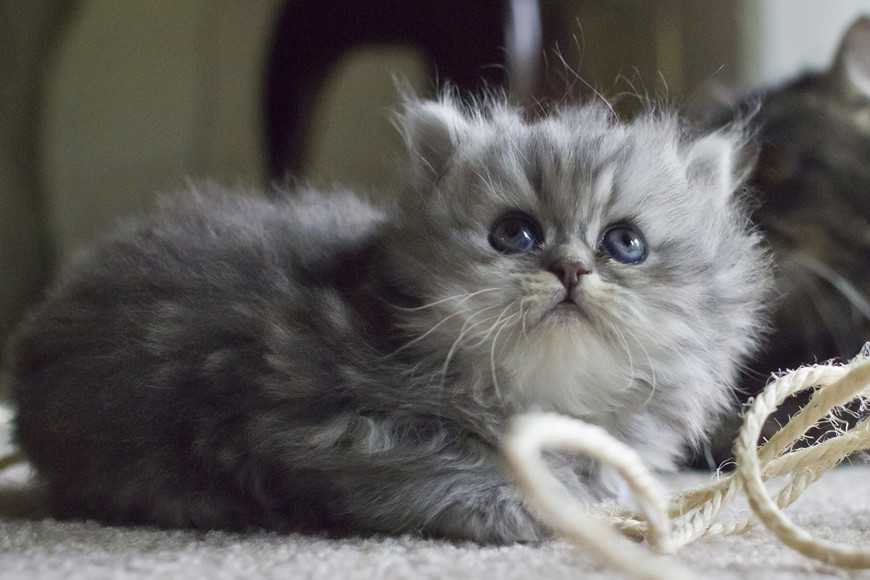 5招幫貓咪克服吸塵器恐懼,減敏訓練更安心! 3 Is Your Cat Afraid of the Vacuum Cleaner-3