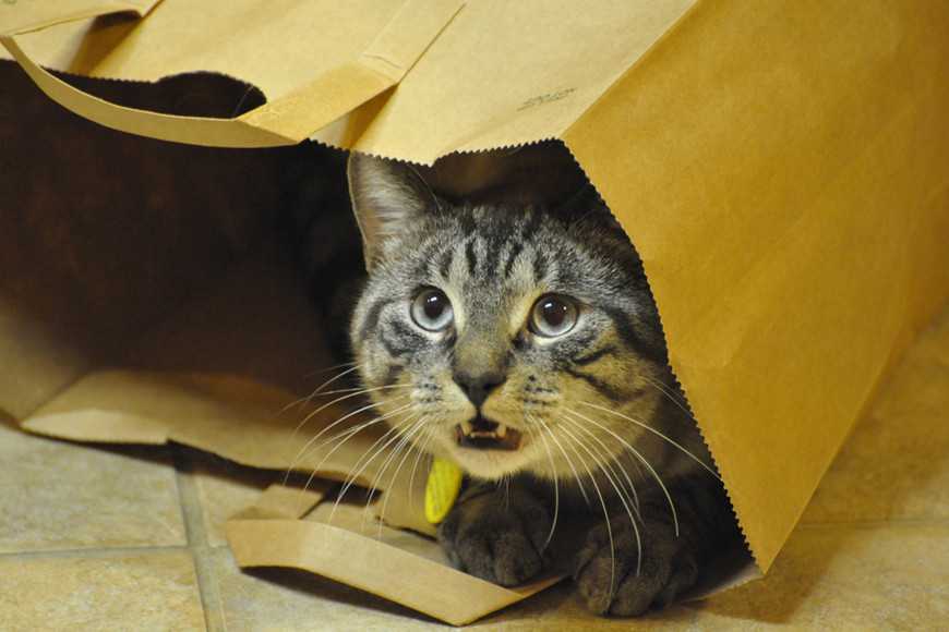 5招幫貓咪克服吸塵器恐懼,減敏訓練更安心! 2 Is Your Cat Afraid of the Vacuum Cleaner-4