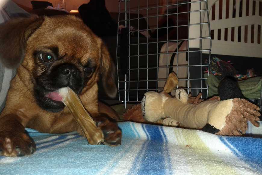 狗狗籠內訓練5步驟教學:打造專屬避風港讓牠更安心! 2 dog crate training-3