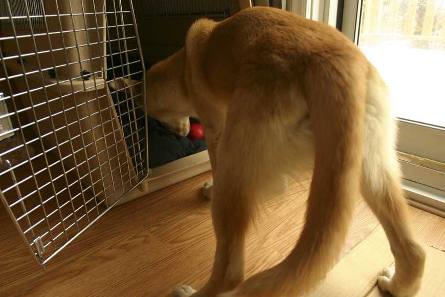 狗狗籠內訓練5步驟教學:打造專屬避風港讓牠更安心! 3 dog crate training-4