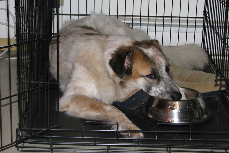 狗狗籠內訓練5步驟教學:打造專屬避風港讓牠更安心! 4 dog crate training-5