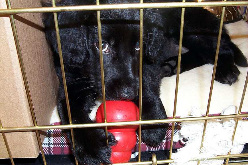 狗狗籠內訓練5步驟教學:打造專屬避風港讓牠更安心! 5 dog crate training-6