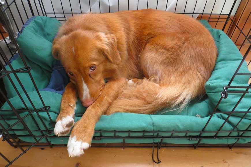 狗狗籠內訓練5步驟教學:打造專屬避風港讓牠更安心! 6 dog crate training-7