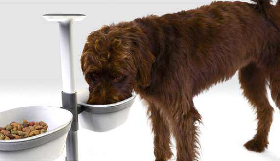 狗狗該換飼料嗎？6大徵兆你一定要知道！