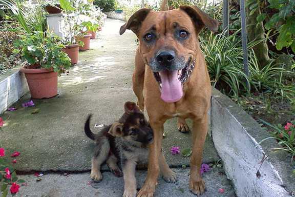 【幼犬 vs 成犬】5大關鍵差異一次看懂，幫你選出最適合的狗狗！